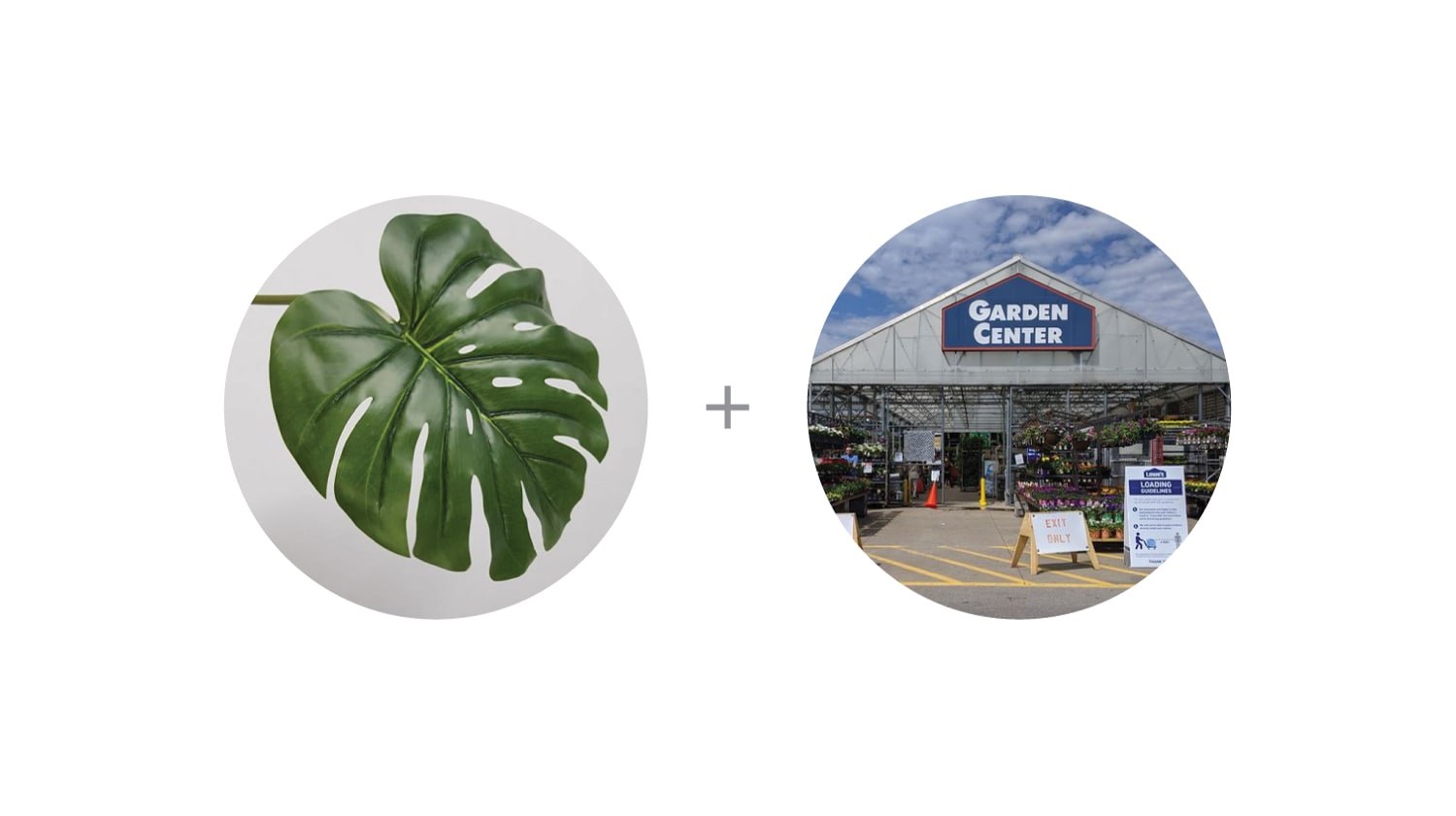 Monstera Logo & Brand Identity, image 3